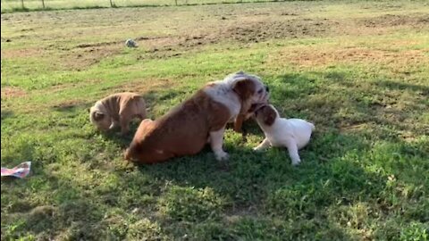 English Bulldog mom enjoys sweet playtime with her puppies