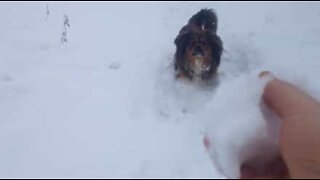Cão é enganado pelo dono ao tentar apanhar bolas de neve