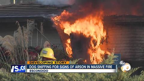 Dog sniffing for signs of arson in massive fire