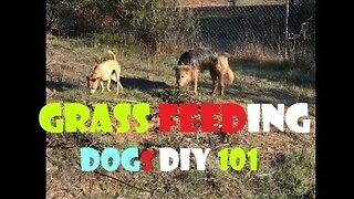 DOGs Grass Eating | Good or Bad | How Much is Okay? | DIY Excessive