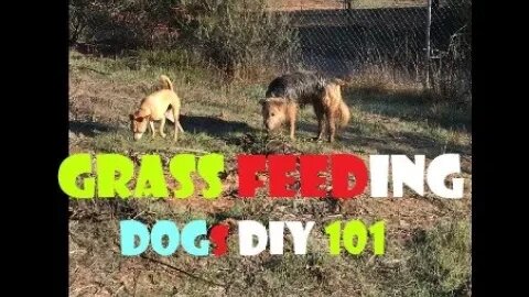 DOGs Grass Eating | Good or Bad | How Much is Okay? | DIY Excessive