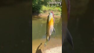 First fish of the day! Bluegill! #fishing #outdoors #nature