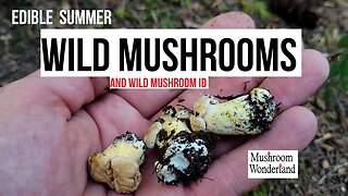 Edible Wild Mushrooms in Summer, and Wild Mushroom foraging