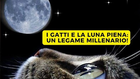 I gatti e la luna piena: un legame millenario