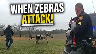 Wild Zebra Almost Bites Man’s Arm Off | Pat Gray