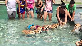 This Pool Of Swimming Corgis Has Brightened Our Day
