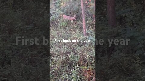 Always nice to see the first buck of the season. 🦌