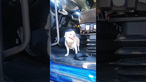 Hawthorne Nevada! Walked around in the Hot sands! #truckdogsimi #dog #cutepuppy #pet #adorabledog