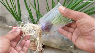 How to grow green onion on plastic bottle || Amazing idea to grow onion on water