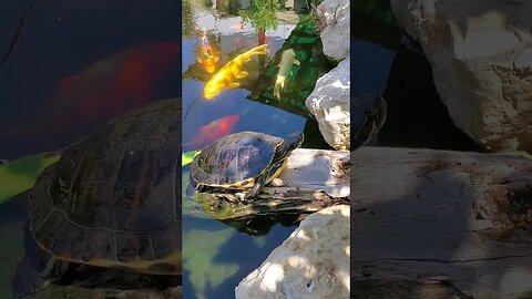 Yellow bellied slider chilling on a log -- [did you see it blink] #shorts