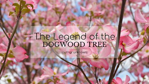 A Reminder of Christ's Sacrifice: The Legend of the Dogwood Tree (author unknown)