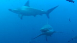 Large shark trailing hook & line swims past scuba diver