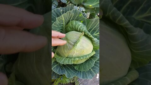 Update on Cabbage