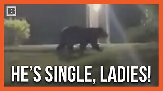 Now's Your Chance, Ladies! Bear Wanders Around Tampa Apartment Complex at Night