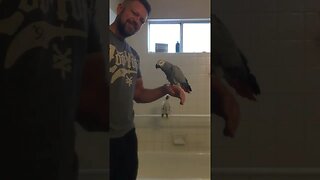 Taking Shower with African Grey and Cockatoo Parrots