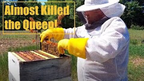 Trying to Find a Queen in Angry Hive of Bees - I Almost Killed Her!