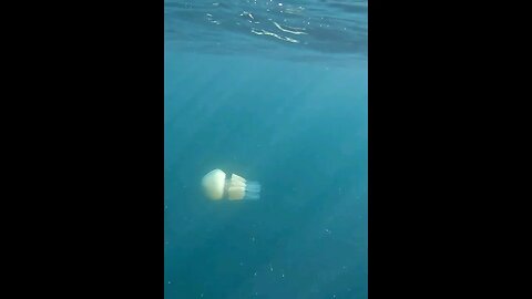 Barrel jellyfish at Boscastle UK #animals #wildlife #sea #jellyfish #sealife