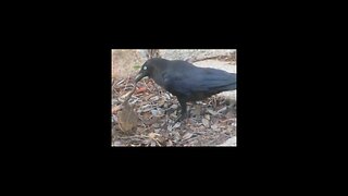 Crow Vs Cane Toad