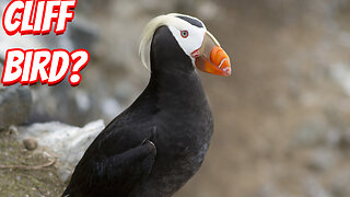 The Weird Tufted Puffin!