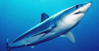 Curious shark bites boat