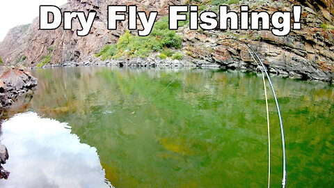 Gunnison River dry fly fishing - Beautiful Wild Trout - Black Canyon - McFly Angler Episode 28