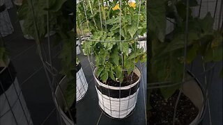 Creating New Seedless Dwarf Tomato Varieties