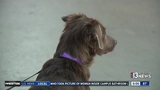 Las Vegas paramedic rescues homeless puppy during Hurricane Harvey response