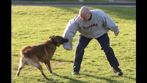 how to defend oneself against a dog attack.