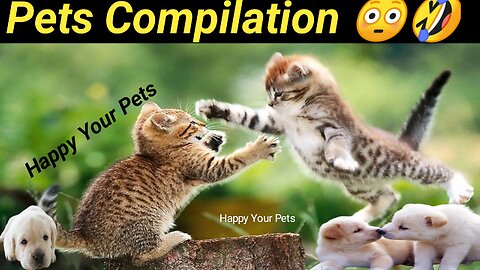 Funny cats | Funny Dogs | Funny Animal Videos | Hillarious Pets Adorable Pets | Kitten | Puppy 129
