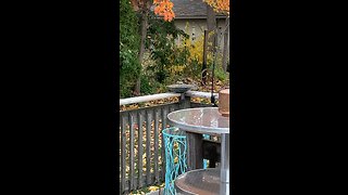 Chickadee on Ice: Frozen Birdbath