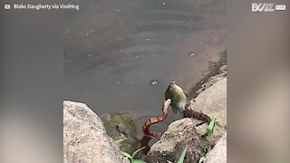 Snake tries to steal fish from child