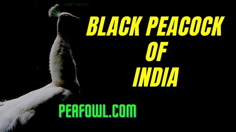 Black Peacock Of India, Peacock Minute, peafowl.com