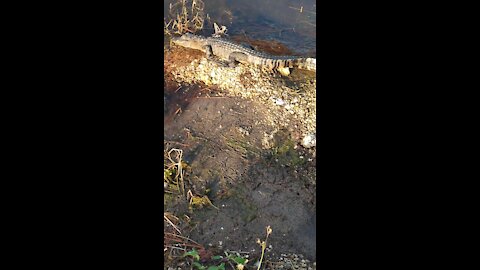 Baby Gator Golf