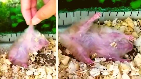 Try Not To Laugh At This Ultimate Funny hamster with a sleepy reaction