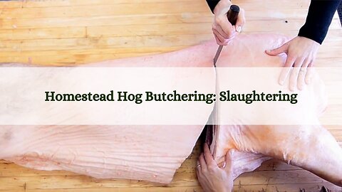 Homestead Hog Butchering - Slaughtering