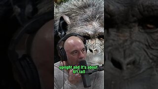 Exploring the Rare and Mysterious Bondo Ape with Joe Rogan