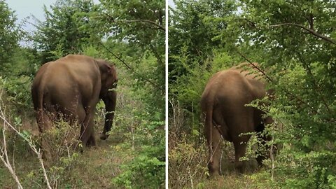 Elephant Close Encounter