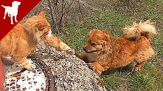 My Dog and my Cat - Kokoni Dog Breed