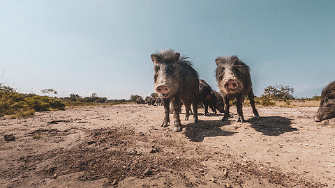 Spot and Stalk White - Lipped Peccary | Mark V. Peterson Hunting