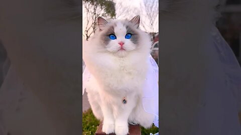 2023 So Cute Beauty Cat! Beautiful eyes || 44- 🥰😽 || #shortsfeed #cat #youtubepets_&_animals