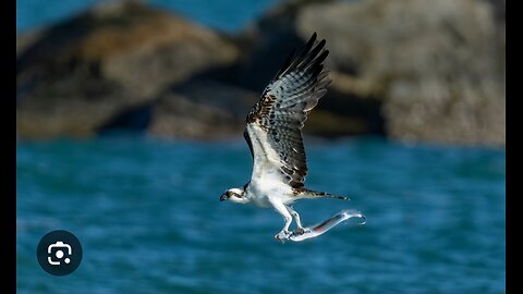 Majestic Osprey: Rising from the Ocean with Fish