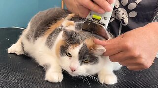 Shaving a PISSED OFF Cat!