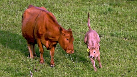 Adorable calf with zoomies runs around like a big farm puppy