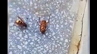 Hornet VS Cockroach watch till end.!!