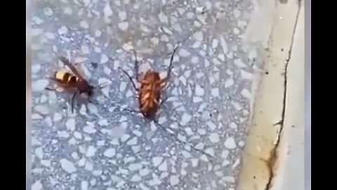 Hornet VS Cockroach watch till end.!!