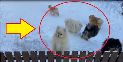 Playful cute Pomeranian Dogs behind Wooden Fence.