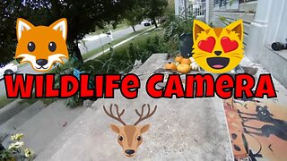 Monday October Wildlife Camera! 🎃
