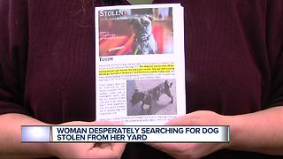 Dog stolen from yard in Southwest Detroit