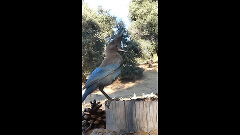 Steller's Jay 🐦Morning Peanut Raid