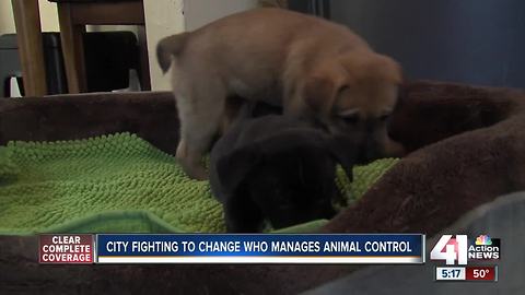 Kansas City to consider outsourcing animal control to KC Pet Project